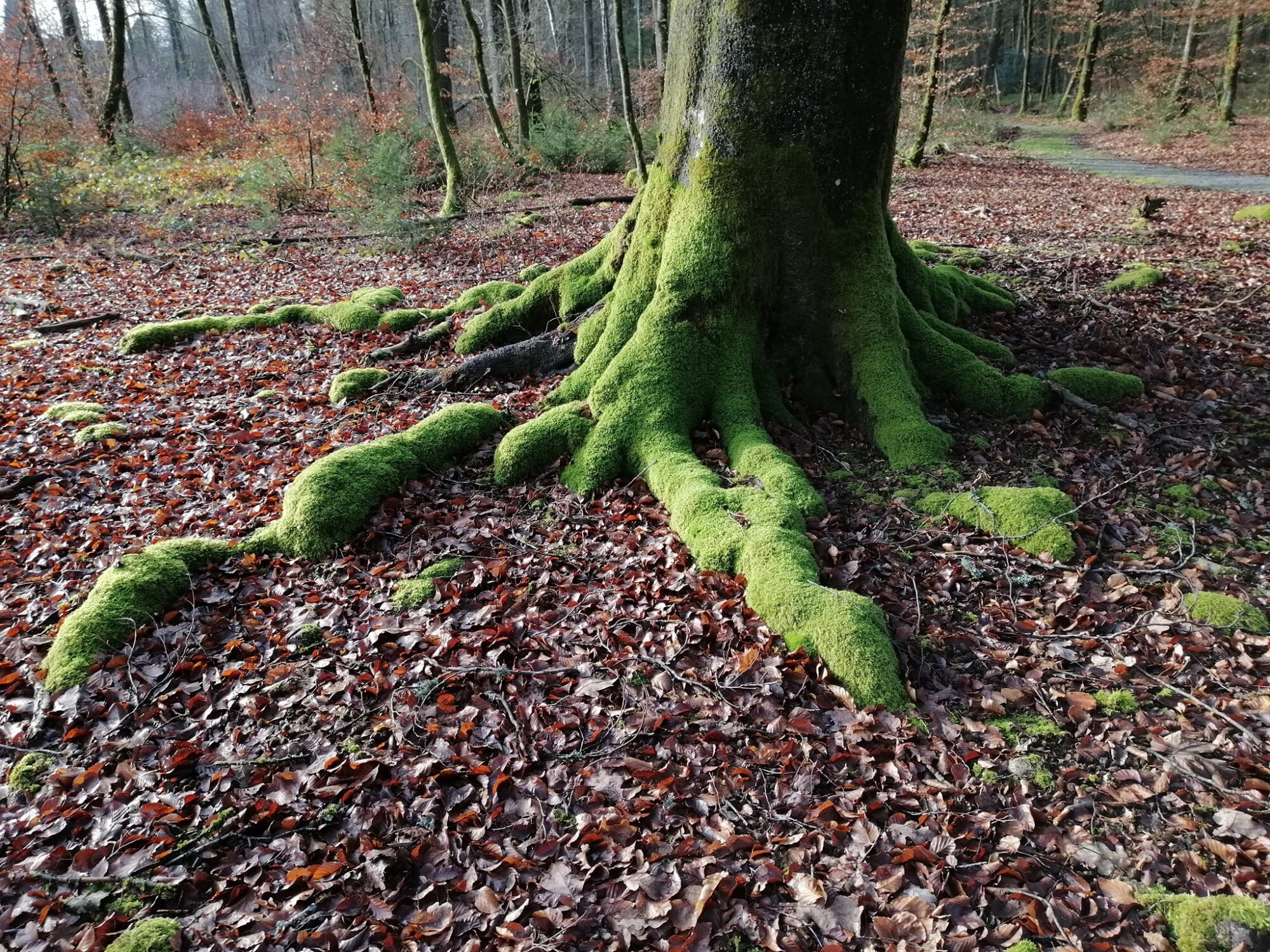 Découvrir le bain de forêt - sylvothérapie