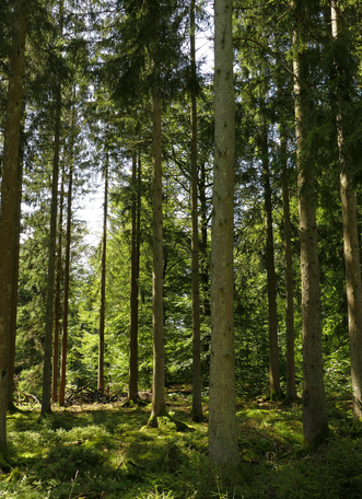 Paysage forestier dans la commune de Tennevillea