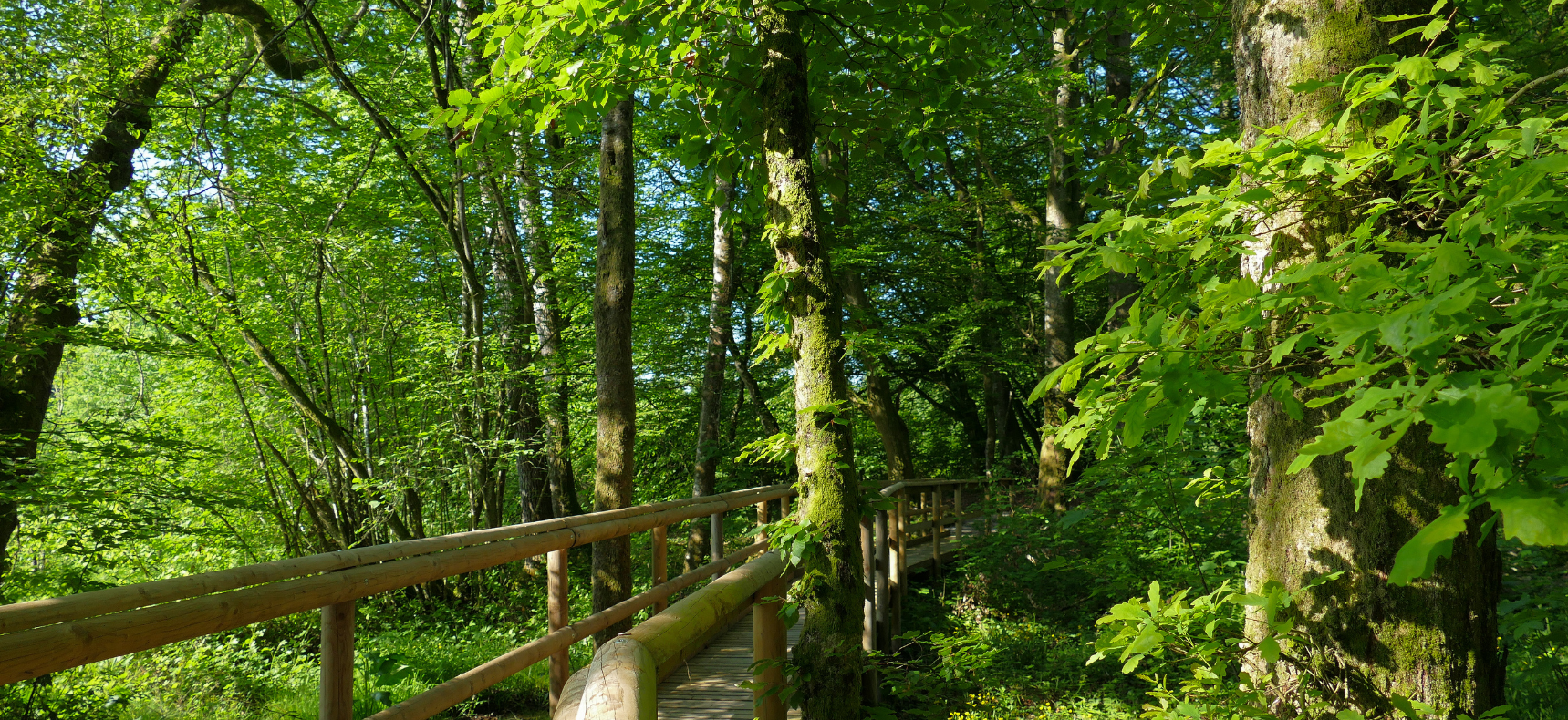 Bain de forêt au Bois de la Fontane