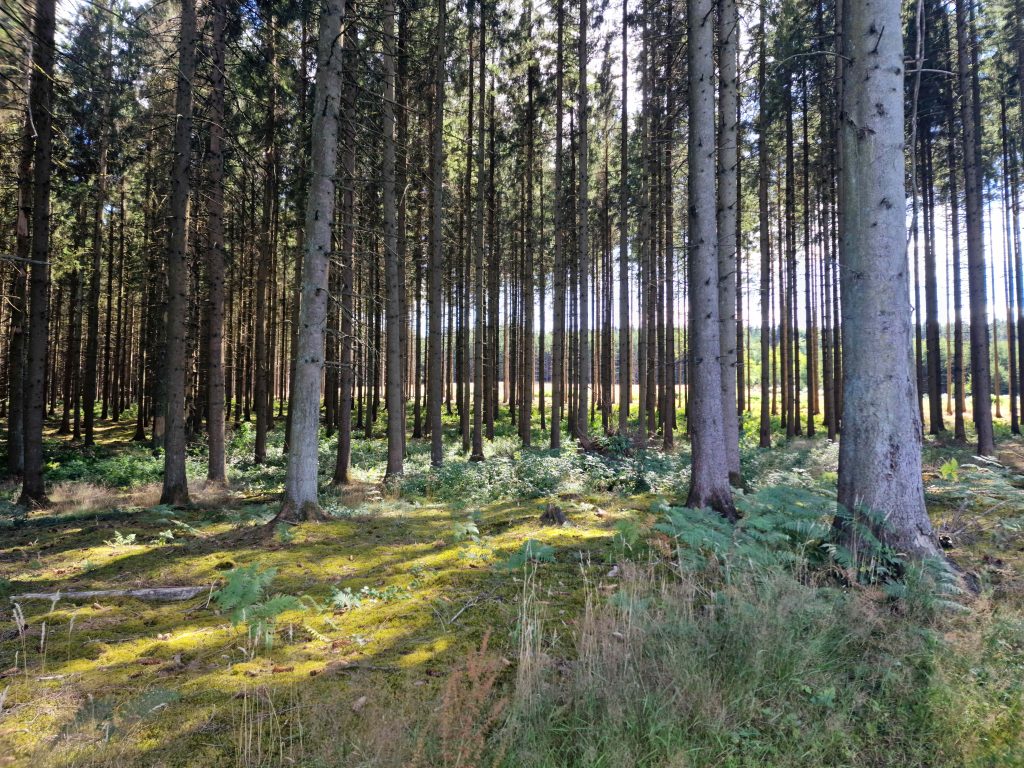 Paysage forestier dans la commune de Tenneville