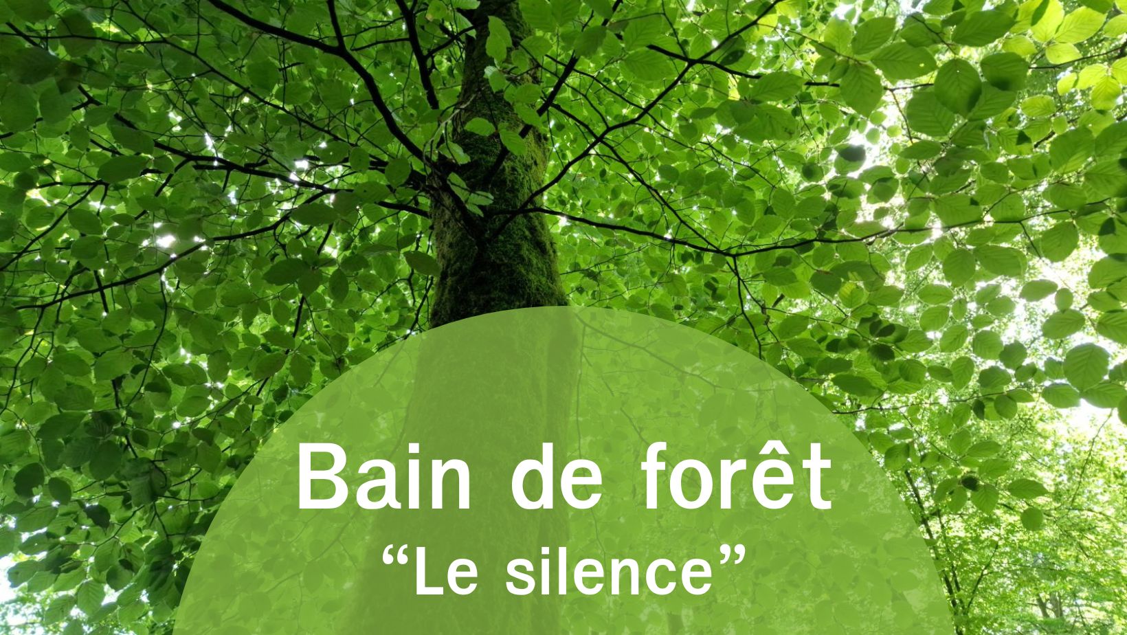 Annonce du bain de forêt Le silence