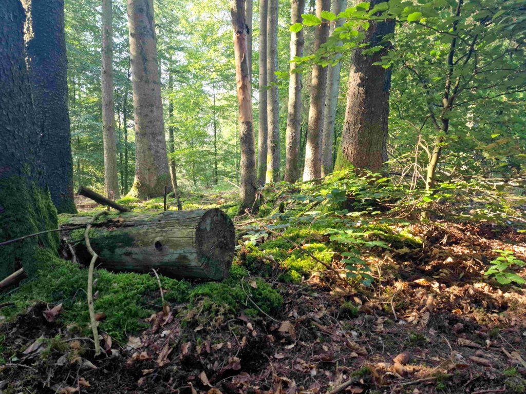 Paysage forestier dans la commune de Tenneville